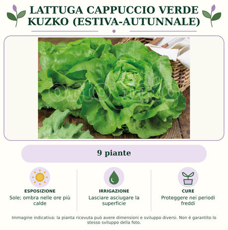 Lattuga cappuccio verde Kuzko (estiva-autunnale): 9 piante. Sole; ombra nelle ore più calde. Lasciare asciugare la superficie. Proteggere nei periodi freddi. Immagine indicativa.