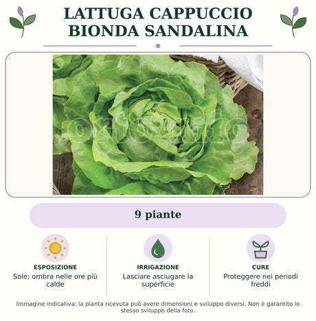 Lattuga cappuccio bionda Sandalina: 9 piante. Sole; ombra nelle ore più calde. Lasciare asciugare la superficie. Proteggere nei periodi freddi. Immagine indicativa.