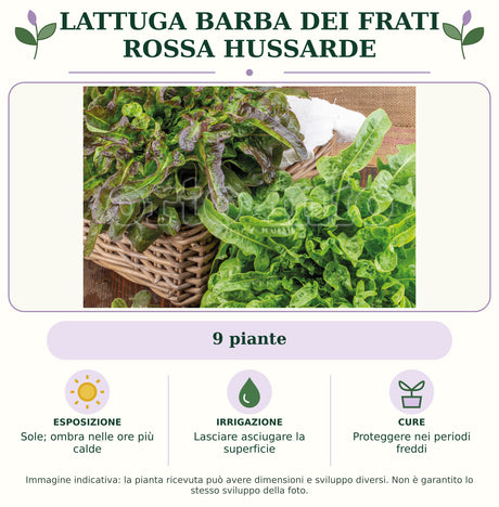Lattuga barba dei frati rossa Hussarde: 9 piante. Sole; ombra nelle ore più calde. Lasciare asciugare la superficie. Proteggere nei periodi freddi. Immagine indicativa.
