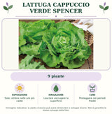 Lattuga cappuccio verde Spencer: 9 piante. Sole; ombra nelle ore più calde. Lasciare asciugare la superficie. Proteggere nei periodi freddi. Immagine indicativa.