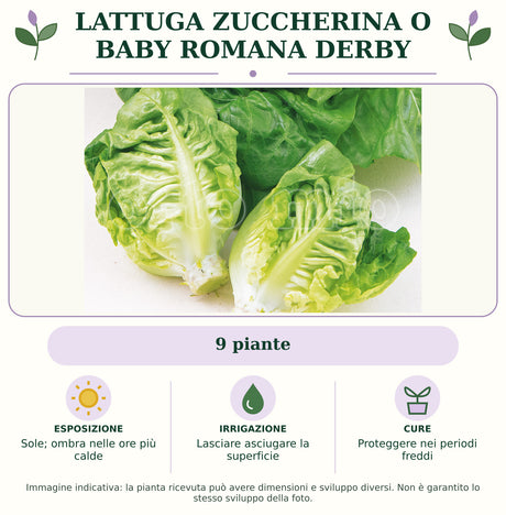 Lattuga zuccherina o baby romana Derby: 9 piante. Sole; ombra nelle ore più calde. Lasciare asciugare la superficie. Proteggere nei periodi freddi. Immagine indicativa.