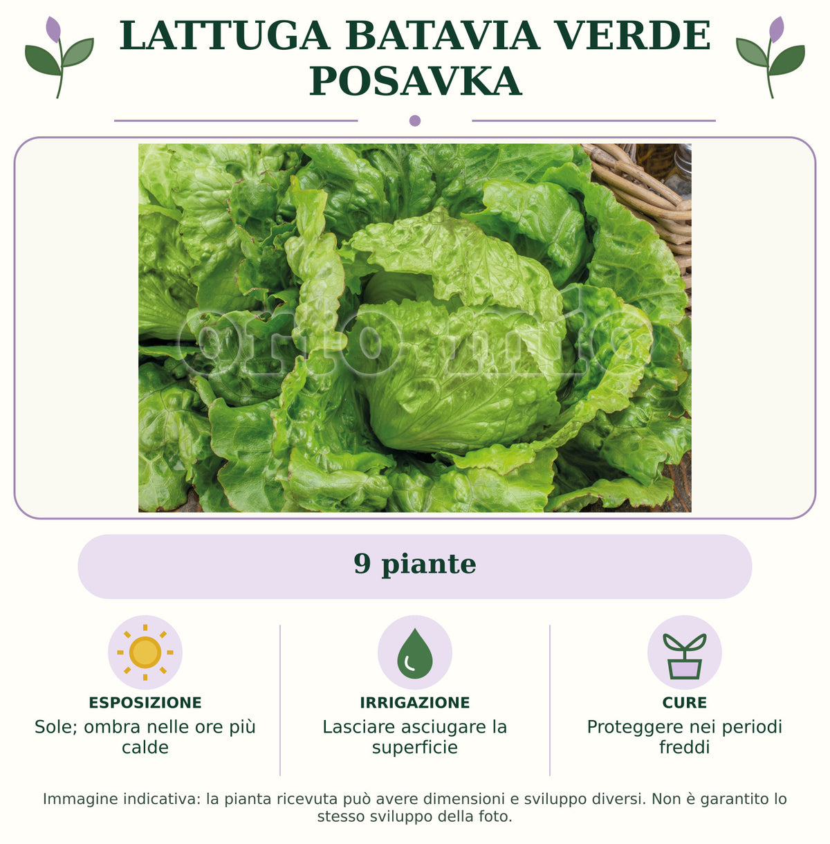 Lattuga batavia verde Posavka: 9 piante. Sole; ombra nelle ore più calde. Lasciare asciugare la superficie. Proteggere nei periodi freddi. Immagine indicativa.