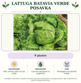 Lattuga batavia verde Posavka: 9 piante. Sole; ombra nelle ore più calde. Lasciare asciugare la superficie. Proteggere nei periodi freddi. Immagine indicativa.