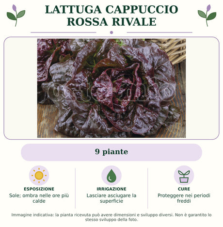 Lattuga cappuccio rossa Rivale: 9 piante. Sole; ombra nelle ore più calde. Lasciare asciugare la superficie. Proteggere nei periodi freddi. Immagine indicativa.