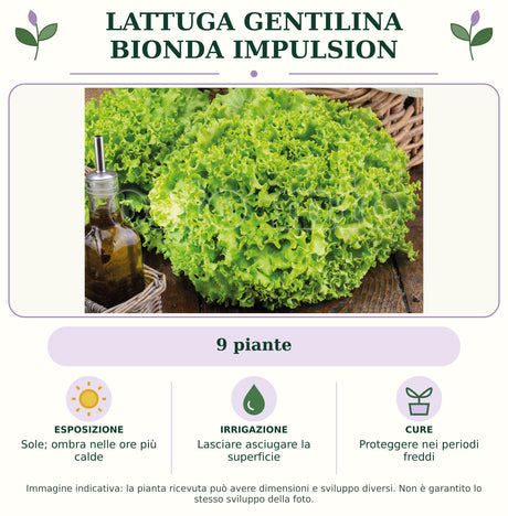 Lattuga gentilina bionda Impulsion: 9 piante. Sole; ombra nelle ore più calde. Lasciare asciugare la superficie. Proteggere nei periodi freddi. Immagine indicativa.