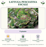 Lattuga pesciatina Escale: 9 piante. Sole; ombra nelle ore più calde. Lasciare asciugare la superficie. Proteggere nei periodi freddi. Immagine indicativa.