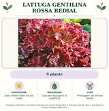 Lattuga gentilina rossa Redial: 9 piante. Sole; ombra nelle ore più calde. Lasciare asciugare la superficie. Proteggere nei periodi freddi. Immagine indicativa.