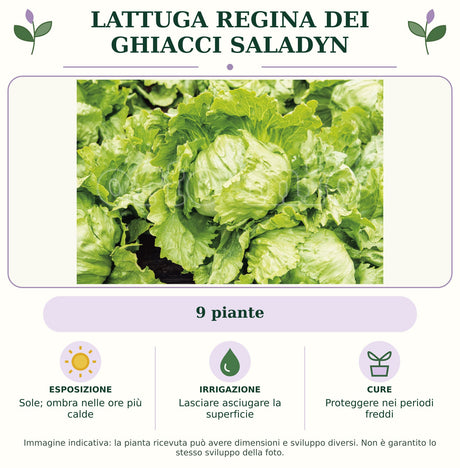 Lattuga Regina dei ghiacci Saladyn: 9 piante. Sole; ombra nelle ore più calde. Lasciare asciugare la superficie. Proteggere nei periodi freddi. Immagine indicativa.