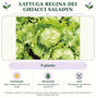 Lattuga Regina dei ghiacci Saladyn: 9 piante. Sole; ombra nelle ore più calde. Lasciare asciugare la superficie. Proteggere nei periodi freddi. Immagine indicativa.