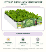 Lattuga brasiliana verde Great Lakes: 9 piante in cubetto. Sole; ombra nelle ore calde. Lasciare asciugare la superficie. Proteggere nei periodi freddi. Immagine indicativa.