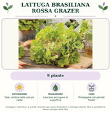 Lattuga brasiliana rossa Grazer: 9 piante. Sole; ombra nelle ore più calde. Lasciare asciugare la superficie. Proteggere nei periodi freddi. Immagine indicativa.