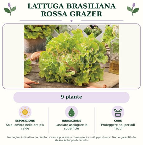 Lattuga brasiliana rossa Grazer: 9 piante. Sole; ombra nelle ore più calde. Lasciare asciugare la superficie. Proteggere nei periodi freddi. Immagine indicativa.