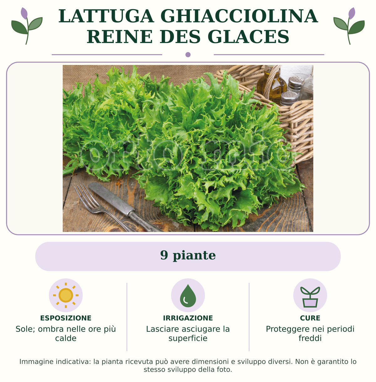 Lattuga ghiacciolina Reine des Glaces: 9 piante. Sole; ombra nelle ore più calde. Lasciare asciugare la superficie. Proteggere nei periodi freddi. Immagine indicativa.