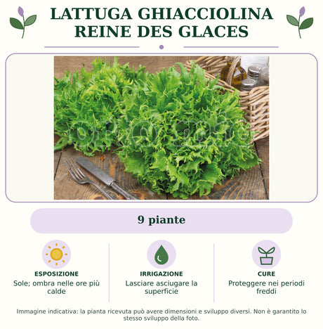 Lattuga ghiacciolina Reine des Glaces: 9 piante. Sole; ombra nelle ore più calde. Lasciare asciugare la superficie. Proteggere nei periodi freddi. Immagine indicativa.