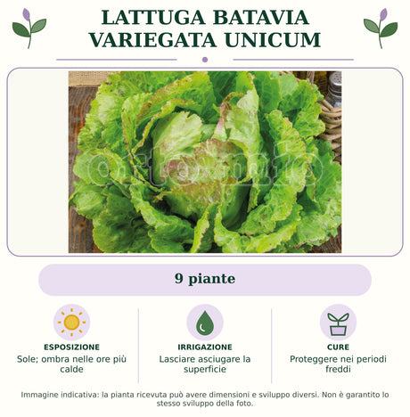 Lattuga batavia variegata Unicum: 9 piante. Sole; ombra nelle ore più calde. Lasciare asciugare la superficie. Proteggere nei periodi freddi. Immagine indicativa.