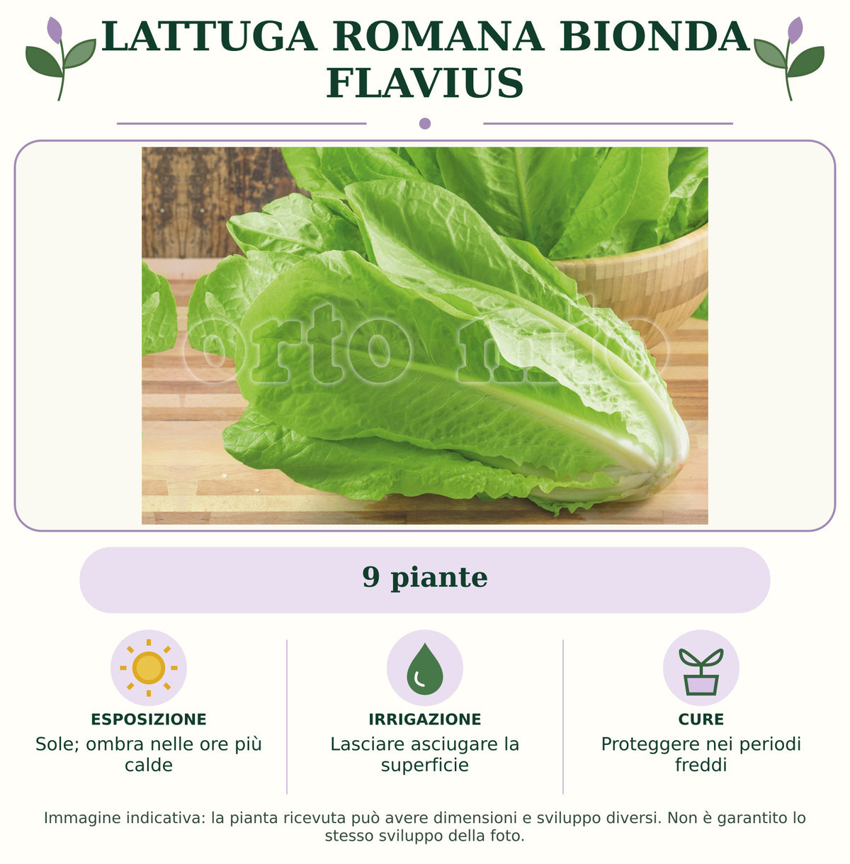 Lattuga romana bionda Flavius: 9 piante. Sole; ombra nelle ore più calde. Lasciare asciugare la superficie. Proteggere nei periodi freddi. Immagine indicativa.