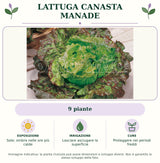 Lattuga canasta Manade: 9 piante. Sole; ombra nelle ore più calde. Lasciare asciugare la superficie. Proteggere nei periodi freddi. Immagine indicativa.
