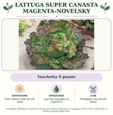 Lattuga Super Canasta Magenta-Novelsky: Vaschetta 9 piante. Sole; ombra nelle ore più calde. Lasciare asciugare la superficie. Proteggere nei periodi freddi. Immagine indicativa.
