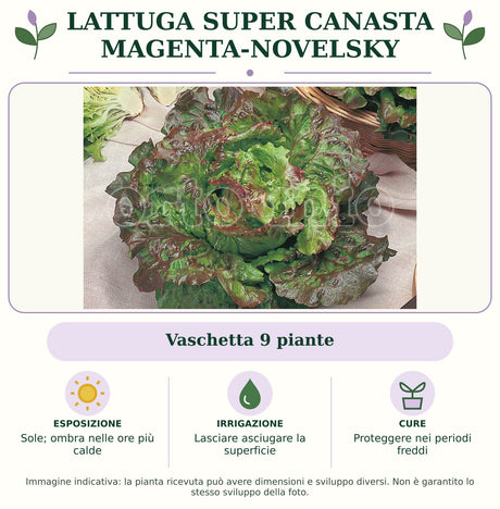 Lattuga Super Canasta Magenta-Novelsky: Vaschetta 9 piante. Sole; ombra nelle ore più calde. Lasciare asciugare la superficie. Proteggere nei periodi freddi. Immagine indicativa.