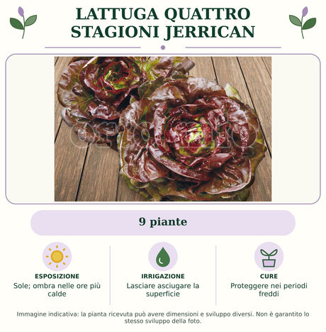 Lattuga Quattro stagioni Jerrican: 9 piante. Sole; ombra nelle ore più calde. Lasciare asciugare la superficie. Proteggere nei periodi freddi. Immagine indicativa.