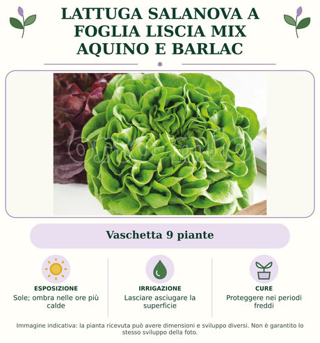 Lattuga Salanova a foglia liscia mix Aquino e Barlac: Vaschetta 9 piante. Sole; ombra nelle ore più calde. Lasciare asciugare la superficie. Proteggere nei periodi freddi. Immagine indicativa.