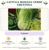 Lattuga romana verde Grettona: 9 piante. Sole; ombra nelle ore più calde. Lasciare asciugare la superficie. Proteggere nei periodi freddi. Immagine indicativa.