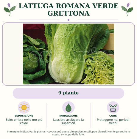 Lattuga romana verde Grettona: 9 piante. Sole; ombra nelle ore più calde. Lasciare asciugare la superficie. Proteggere nei periodi freddi. Immagine indicativa.