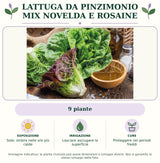 Lattuga da pinzimonio mix Novelda e Rosaine: 9 piante. Sole; ombra nelle ore più calde. Lasciare asciugare la superficie. Proteggere nei periodi freddi. Immagine indicativa.