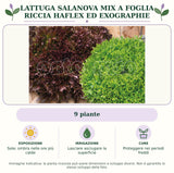 Lattuga salanova mix a foglia riccia Haflex ed Exographie: 9 piante. Sole; ombra nelle ore più calde. Lasciare asciugare la superficie. Proteggere nei periodi freddi. Immagine indicativa.