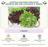 Lattuga Salanova foglia di quercia mix var. Cousteau e Xodos: 9 piante. Sole; ombra nelle ore più calde. Lasciare asciugare la superficie. Proteggere nei periodi freddi. Immagine indicativa.