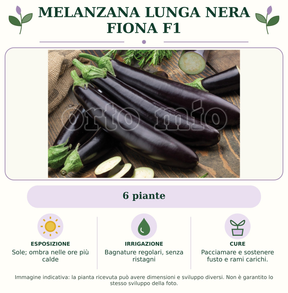 Melanzana Lunga nera Fiona F1: 6 piante. Sole; ombra nelle ore più calde. Bagnature regolari, senza ristagni. Pacciamare e sostenere fusto e rami carichi.. Immagine indicativa.