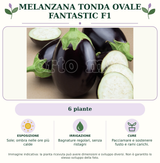 Melanzana tonda ovale Fantastic F1: 6 piante. Sole; ombra nelle ore più calde. Bagnature regolari, senza ristagni. Pacciamare e sostenere fusto e rami carichi.. Immagine indicativa.