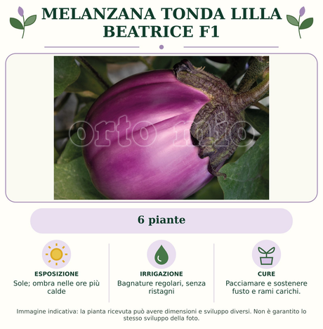 Melanzana tonda lilla Beatrice F1 : 6 piante. Sole; ombra nelle ore più calde. Bagnature regolari, senza ristagni. Pacciamare e sostenere fusto e rami carichi.. Immagine indicativa.