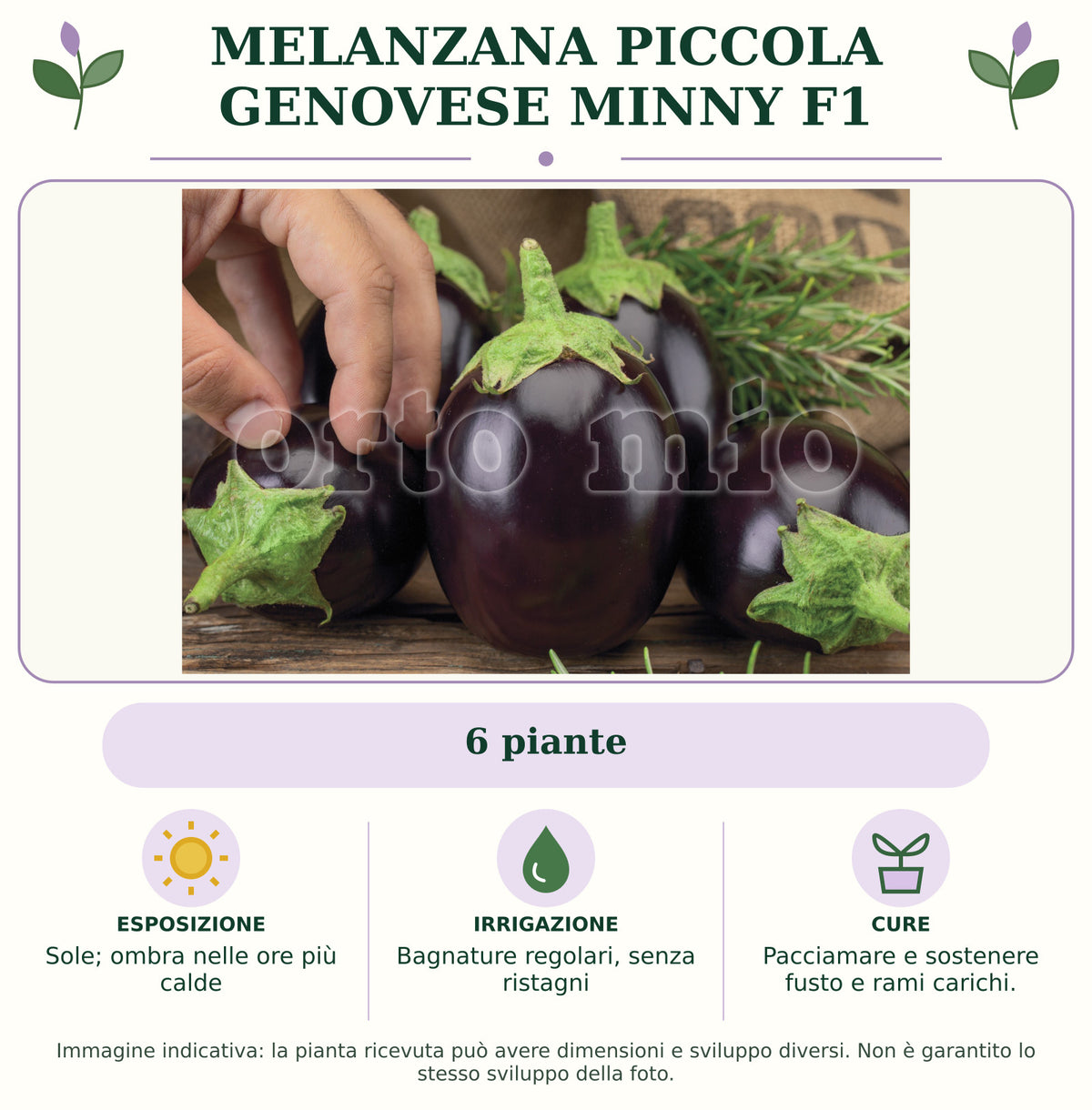 Melanzana piccola Genovese Minny F1: 6 piante. Sole; ombra nelle ore più calde. Bagnature regolari, senza ristagni. Pacciamare e sostenere fusto e rami carichi.. Immagine indicativa.