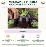 Melanzana piccola Genovese Minny F1: 6 piante. Sole; ombra nelle ore più calde. Bagnature regolari, senza ristagni. Pacciamare e sostenere fusto e rami carichi.. Immagine indicativa.