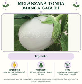 Melanzana Tonda bianca Gaia F1: 6 piante. Sole; ombra nelle ore più calde. Bagnature regolari, senza ristagni. Pacciamare e sostenere fusto e rami carichi.. Immagine indicativa.