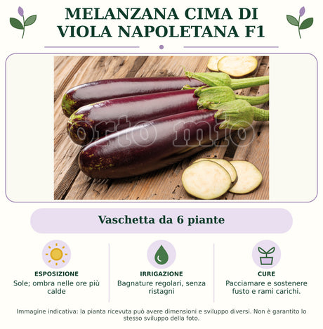 Melanzana Cima di Viola napoletana F1: Vaschetta da 6 piante. Sole; ombra nelle ore più calde. Bagnature regolari, senza ristagni. Pacciamare e sostenere fusto e rami carichi.. Immagine indicativa.