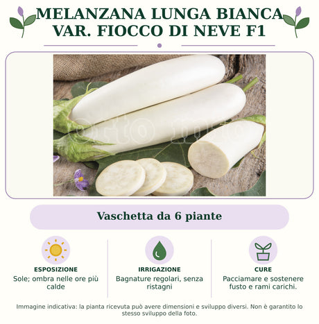 Melanzana Lunga Bianca var. Fiocco di Neve F1: Vaschetta da 6 piante. Sole; ombra nelle ore più calde. Bagnature regolari, senza ristagni. Pacciamare e sostenere fusto e rami carichi.. Immagine indicativa.