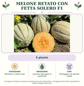 Melone Retato con fetta Solero F1: 4 piante. Posizione in pieno sole. Lasciare asciugare la superficie. Proteggere nei periodi freddi. Immagine indicativa.