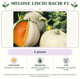 Melone liscio Bacir F1: 4 piante. Posizione in pieno sole. Lasciare asciugare la superficie. Proteggere nei periodi freddi. Immagine indicativa.