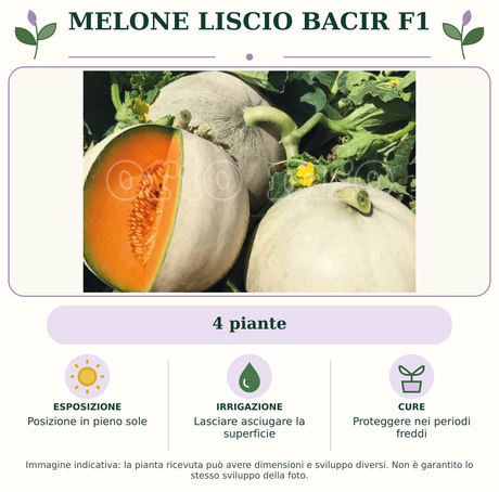 Melone liscio Bacir F1: 4 piante. Posizione in pieno sole. Lasciare asciugare la superficie. Proteggere nei periodi freddi. Immagine indicativa.