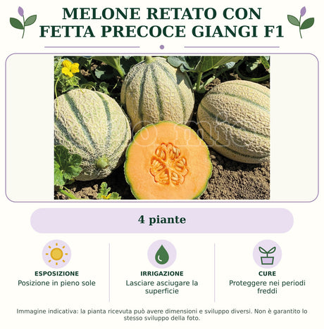 Melone Retato con fetta Precoce Giangi F1: 4 piante. Posizione in pieno sole. Lasciare asciugare la superficie. Proteggere nei periodi freddi. Immagine indicativa.