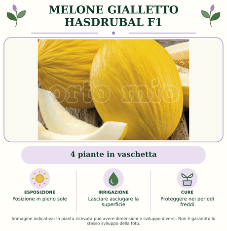 Melone Gialletto Hasdrubal F1: 4 piante in vaschetta. Posizione in pieno sole. Lasciare asciugare la superficie. Proteggere nei periodi freddi. Immagine indicativa.