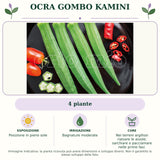 Ocra gombo Kamini: 4 piante. Posizione in pieno sole. Bagnature moderate. Nei terreni argillosi rialzare le aiuole; sarchiare e pacciamare nelle prime fasi.. Immagine indicativa.