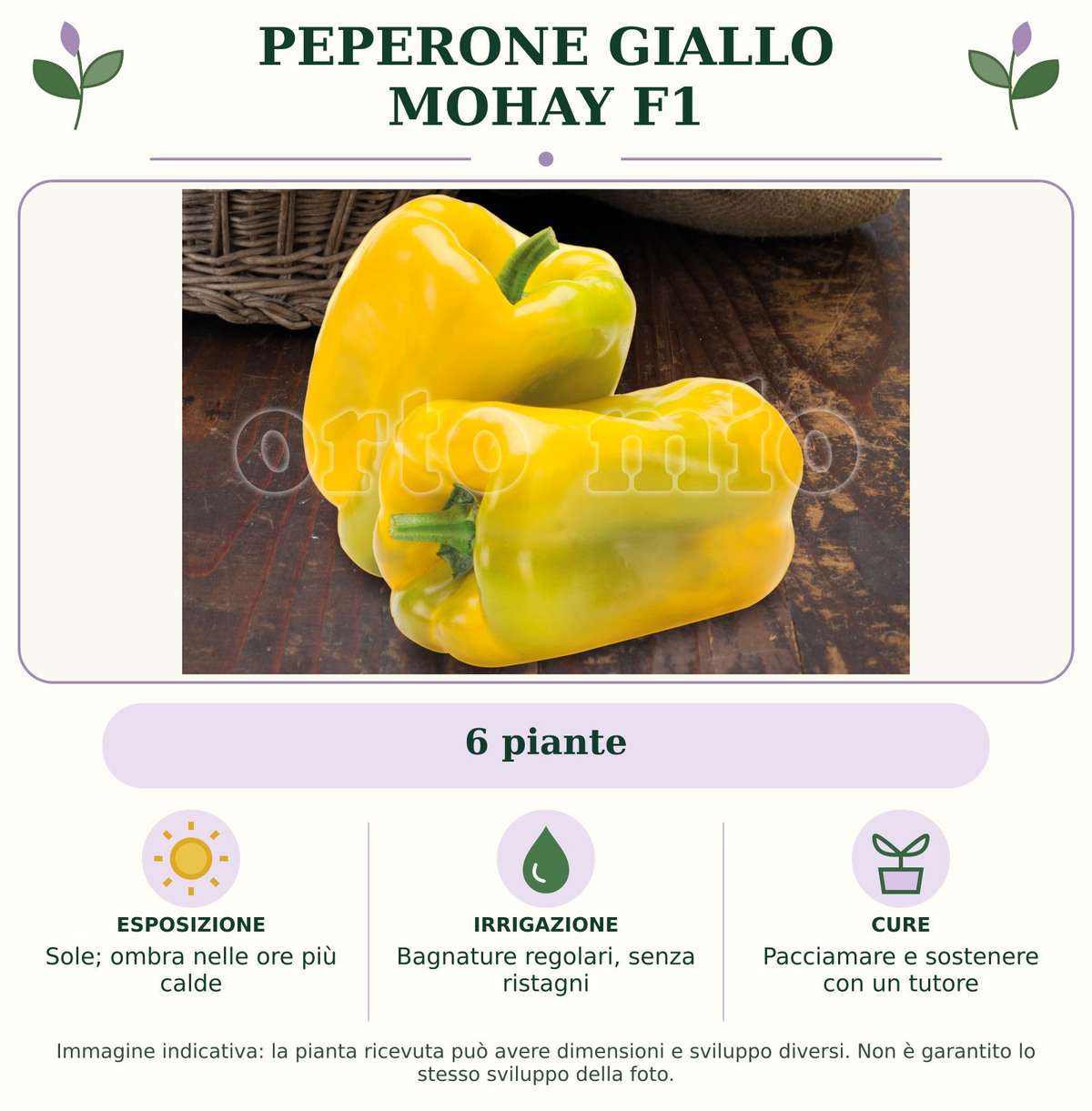Peperone Giallo Mohay F1: 6 piante. Sole; ombra nelle ore più calde. Bagnature regolari, senza ristagni. Pacciamare e sostenere con un tutore. Immagine indicativa.