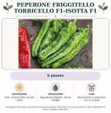 Peperone friggitello Torricello F1-Isotta F1: 6 piante. Sole; ombra nelle ore più calde. Bagnature regolari, senza ristagni. Pacciamare e sostenere con un tutore. Immagine indicativa.