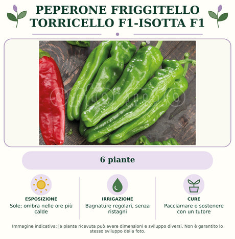 Peperone friggitello Torricello F1-Isotta F1: 6 piante. Sole; ombra nelle ore più calde. Bagnature regolari, senza ristagni. Pacciamare e sostenere con un tutore. Immagine indicativa.