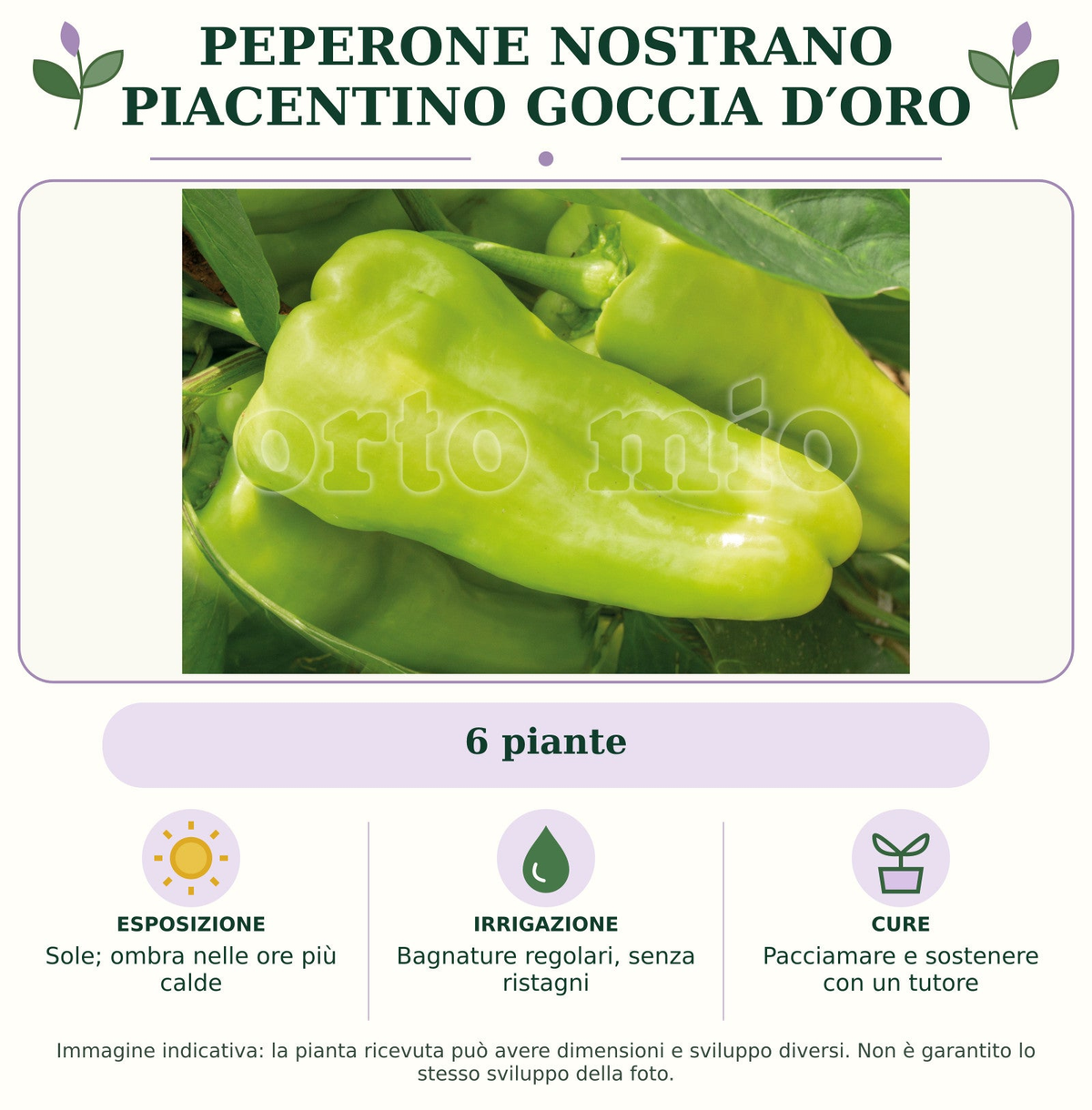 Peperone nostrano Piacentino Goccia d′Oro: 6 piante. Sole; ombra nelle ore più calde. Bagnature regolari, senza ristagni. Pacciamare e sostenere con un tutore. Immagine indicativa.