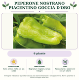 Peperone nostrano Piacentino Goccia d′Oro: 6 piante. Sole; ombra nelle ore più calde. Bagnature regolari, senza ristagni. Pacciamare e sostenere con un tutore. Immagine indicativa.