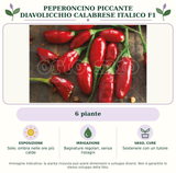 Peperoncino piccante Diavolicchio Calabrese Italico F1: 6 piante. Sole; ombra nelle ore più calde. Bagnature regolari, senza ristagni. Sostenere con un tutore. Immagine indicativa.